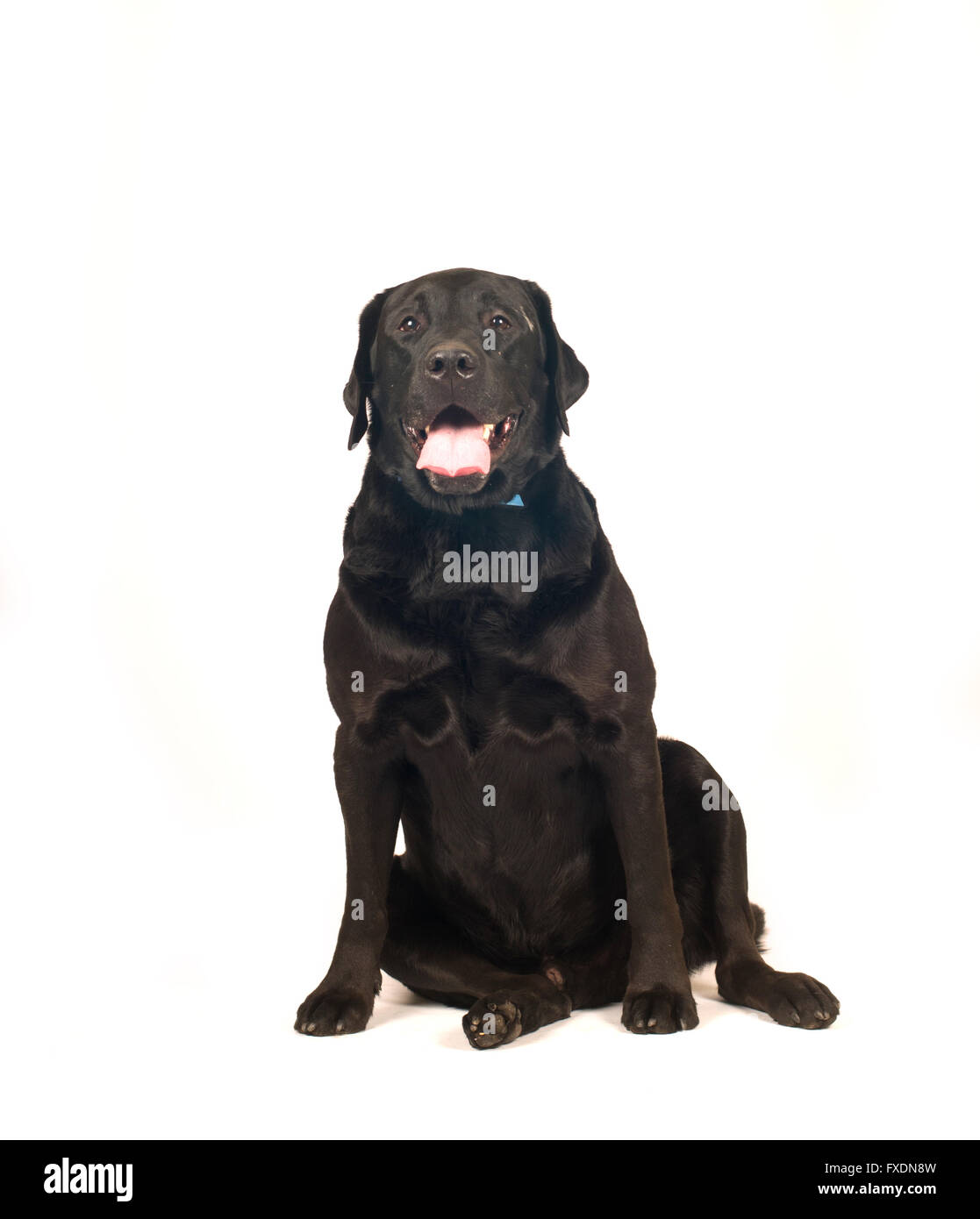 Black labrador retreiver portrait isolated on white Banque D'Images