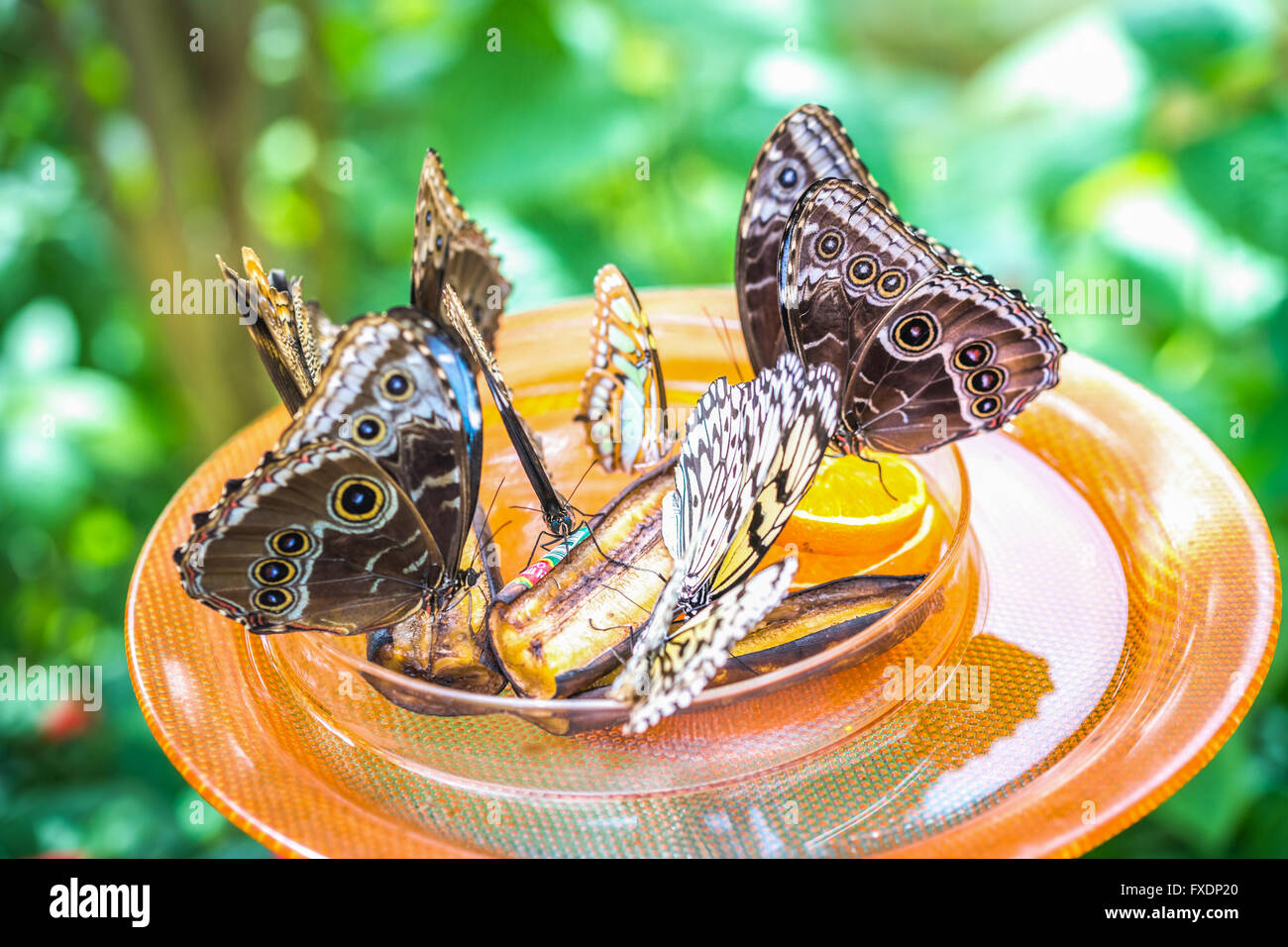 , Île de Mainau, papillon, Banque D'Images , Île de Mainau, papillon, Banque D'Images