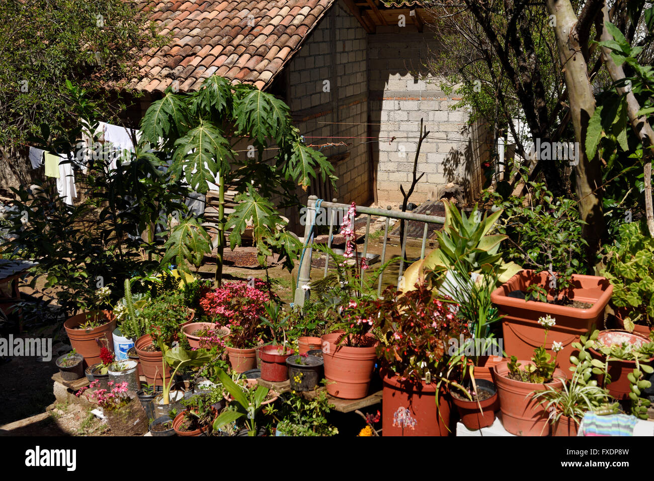 Cour arrière de la maison dans la ville historique de San Sebastian le Mexique avec des plantes en pots et de baies de café Banque D'Images