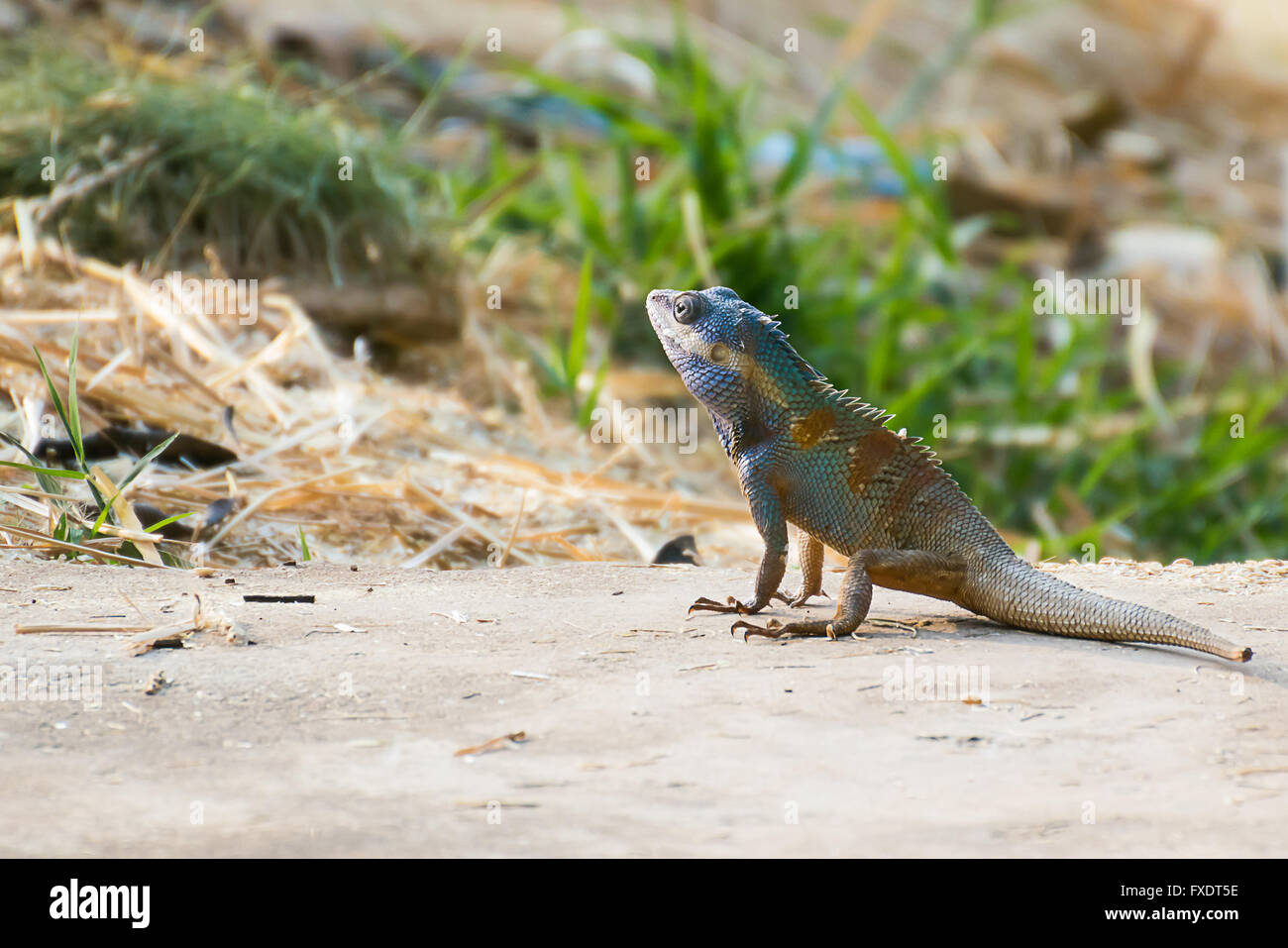 Champ d'orge sur Chameleon Asie fond flou.Close up Banque D'Images