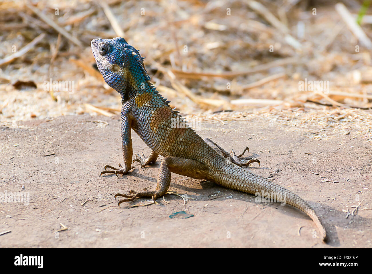 Champ d'orge sur Chameleon Asie fond flou.Close up Banque D'Images