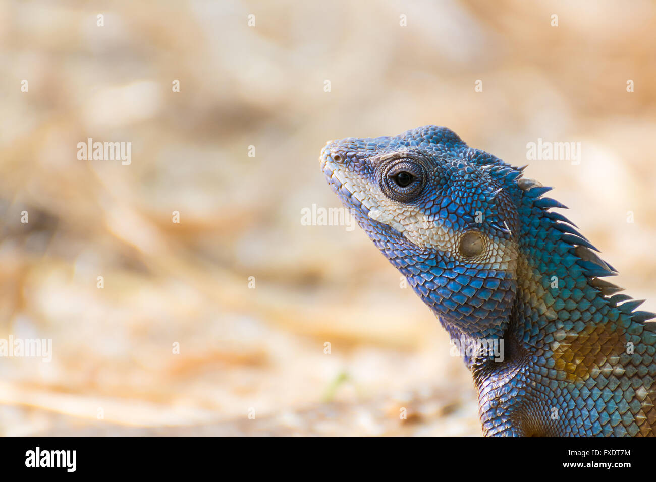 Champ d'orge sur Chameleon Asie fond flou.Close up Banque D'Images