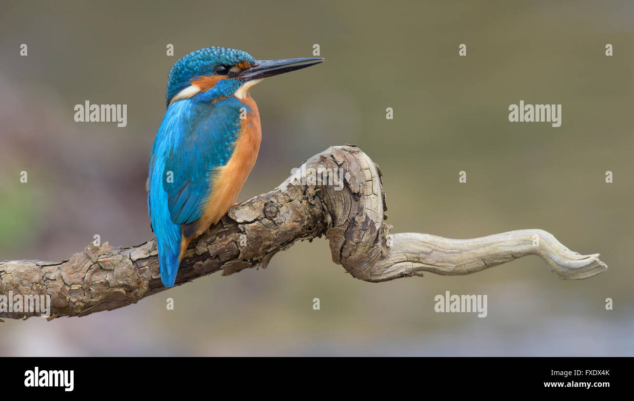 Kingfisher (Alcedo atthis), perché reposant homme, Neckar, Bade-Wurtemberg, Allemagne Banque D'Images