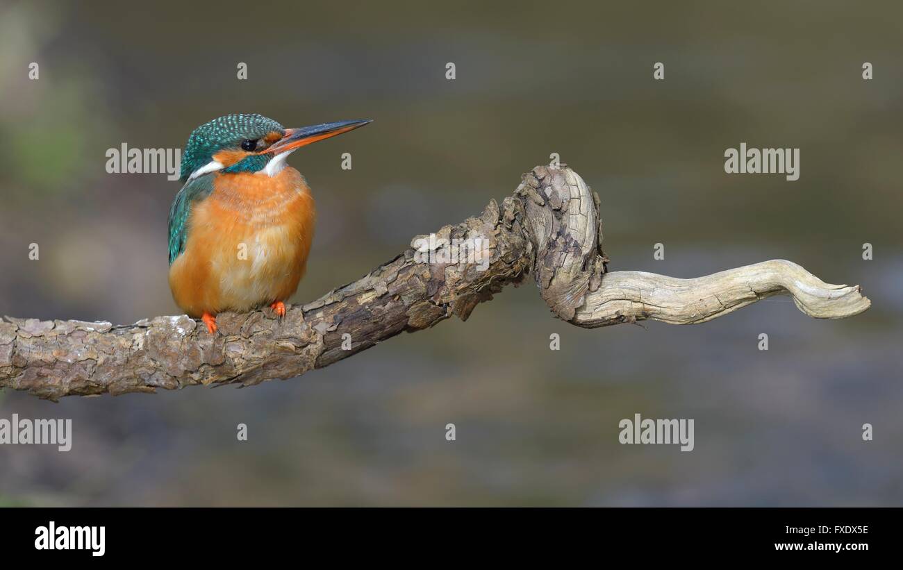 Kingfisher (Alcedo atthis), perché reposant femme, Neckar, Bade-Wurtemberg, Allemagne Banque D'Images