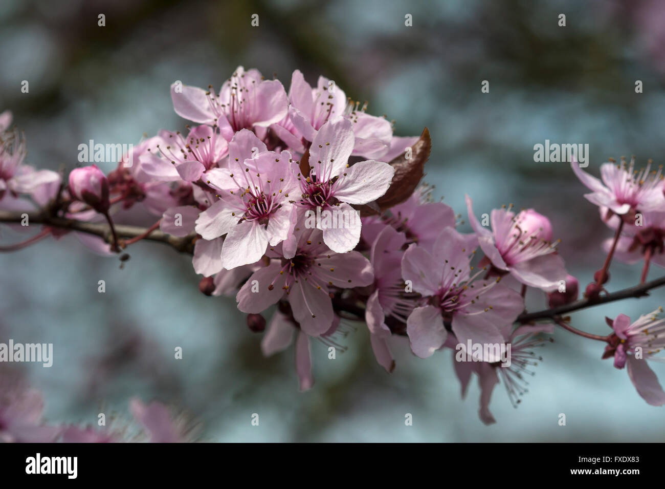 Black cherry plum (Prunus cerasifera nigra), des rameaux de fleurs, Bavière, Allemagne Banque D'Images