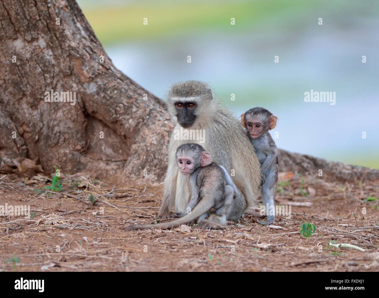 Les singes vervet (Chlorocebus aethiops), deux jeunes hommes avec leur mère, Kruger National Park, Afrique du Sud Banque D'Images