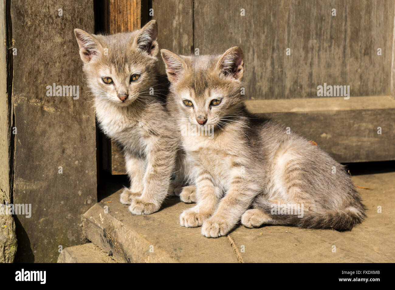 Les jeunes chats assis sur le plancher, Bung, Solo Khumbu, Népal Banque D'Images