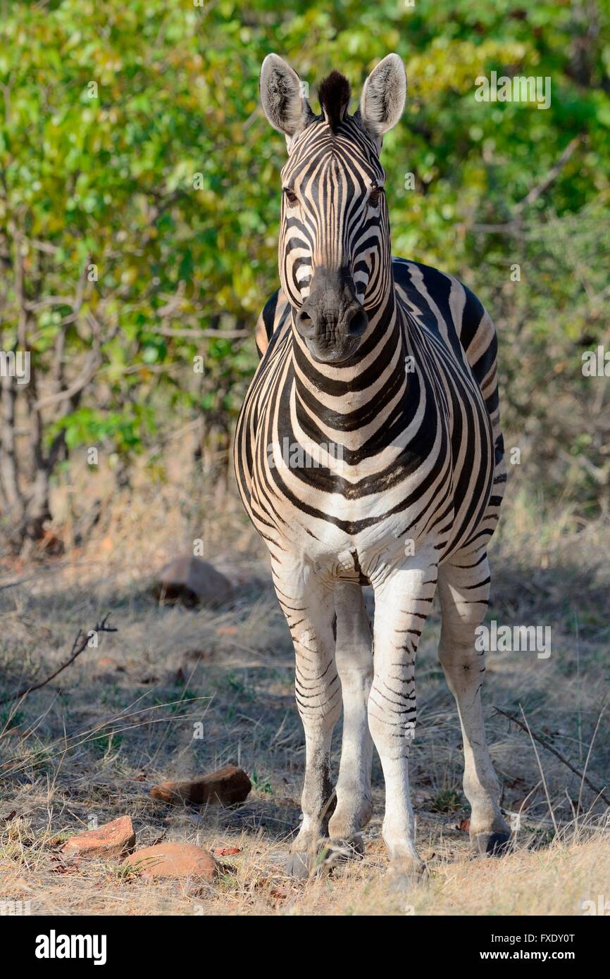 Le zèbre de Burchell ou zèbre Des Plaines (Equus quagga), Kruger National Park, Afrique du Sud Banque D'Images