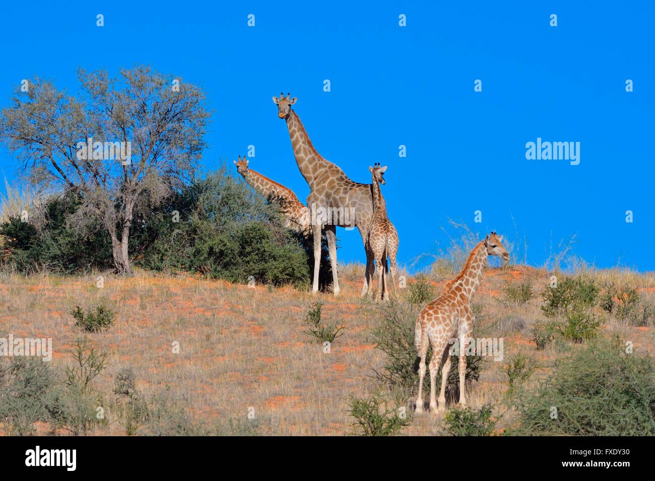 Les Girafes (Giraffa camelopardalis), deux jeunes et deux adultes sur le haut de la dune de sable, Kgalagadi Transfrontier National Park Banque D'Images