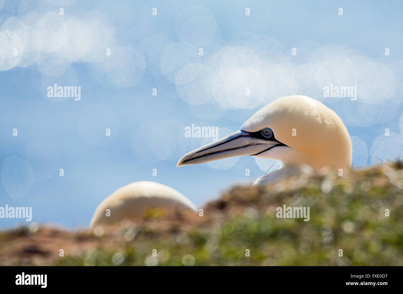 Fou de Bassan (Sula bassana), détail tête portrait de beaux oiseaux de mer, assis sur le nid avec de l'eau de mer bleue dans le backg Banque D'Images