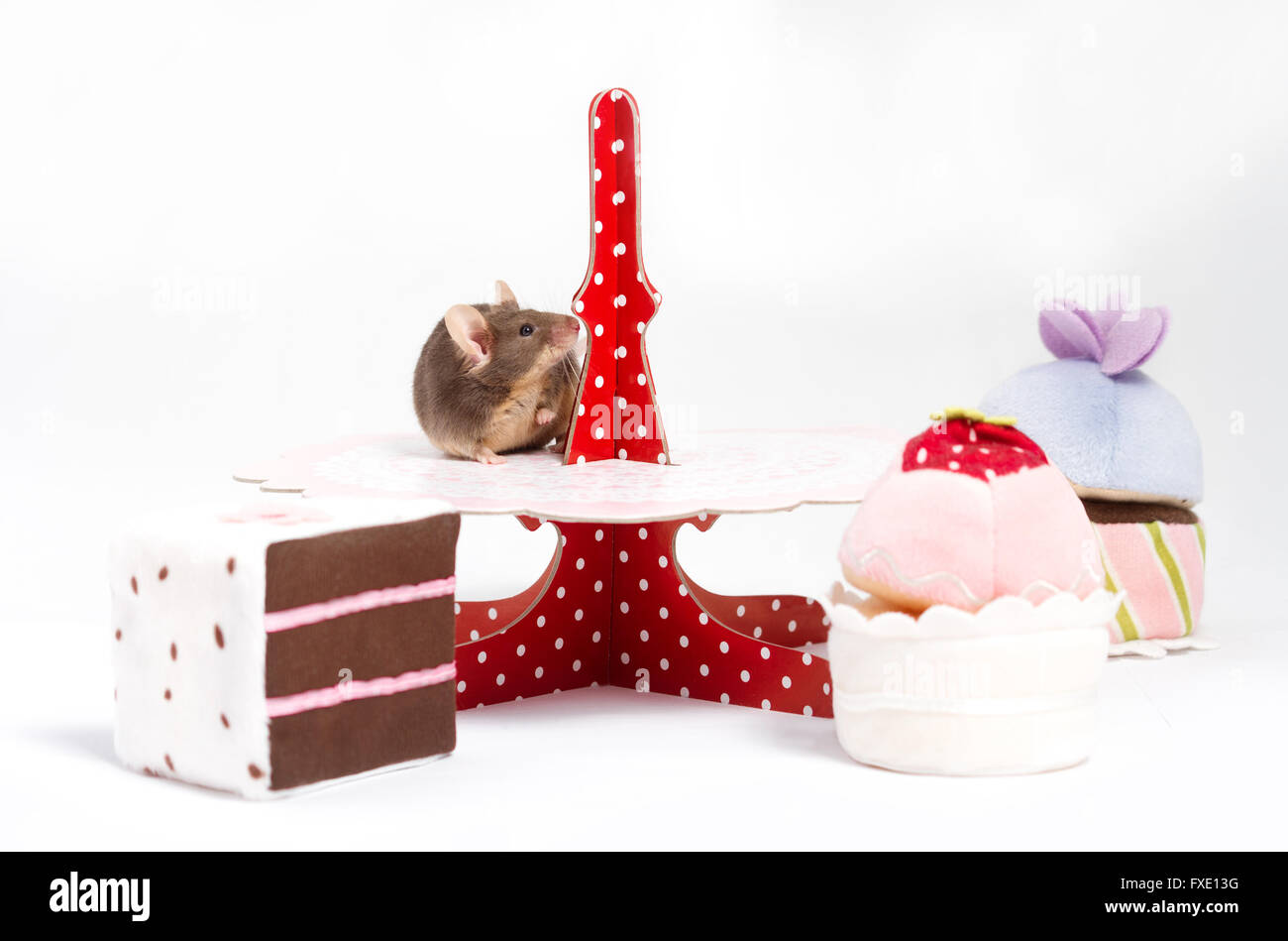 Une souris domestique curieux broun est assis sur une plaque avec des gâteaux moelleux. Les gâteaux sont de couleur rose et brun. Plaque est rouge avec des points blancs Banque D'Images