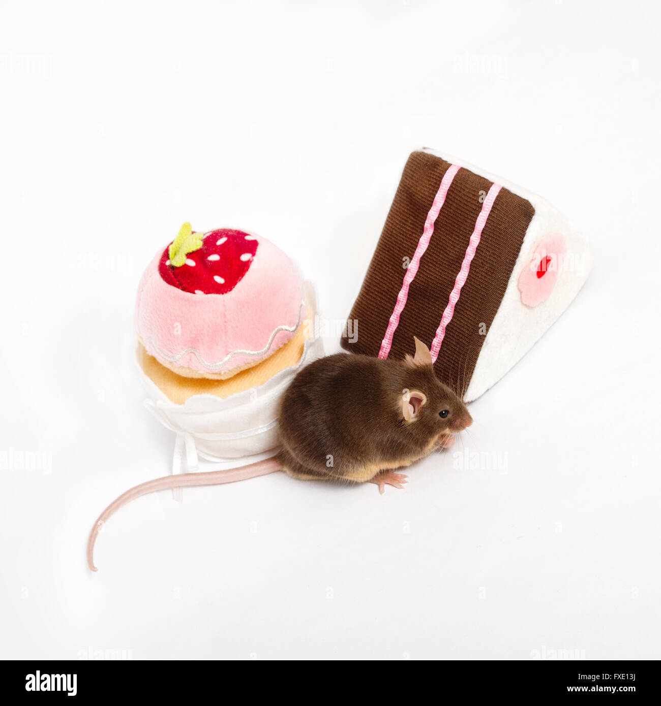 Curieux de la souris domestique est assis à côté d'une peluche de gâteaux. Des gâteaux sont rose, brun et blanc. La souris est de manger quelque chose. Banque D'Images