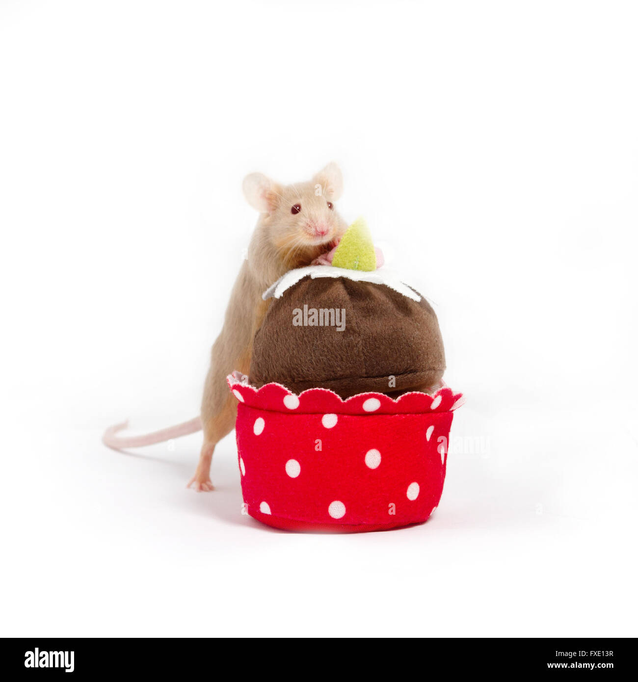 La souris domestique curieux explore plush cupcake. La souris a la bague wiskers et adorables petits pieds roses. La souris est d'or. Banque D'Images