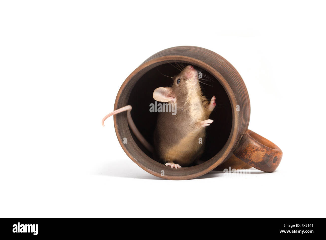 Petite faim souris dans une tasse vide Banque D'Images