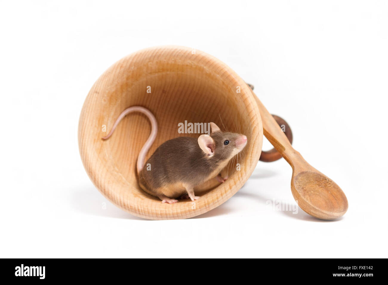 Petite faim de la souris dans un bol en bois, à la recherche d'une nourriture Banque D'Images
