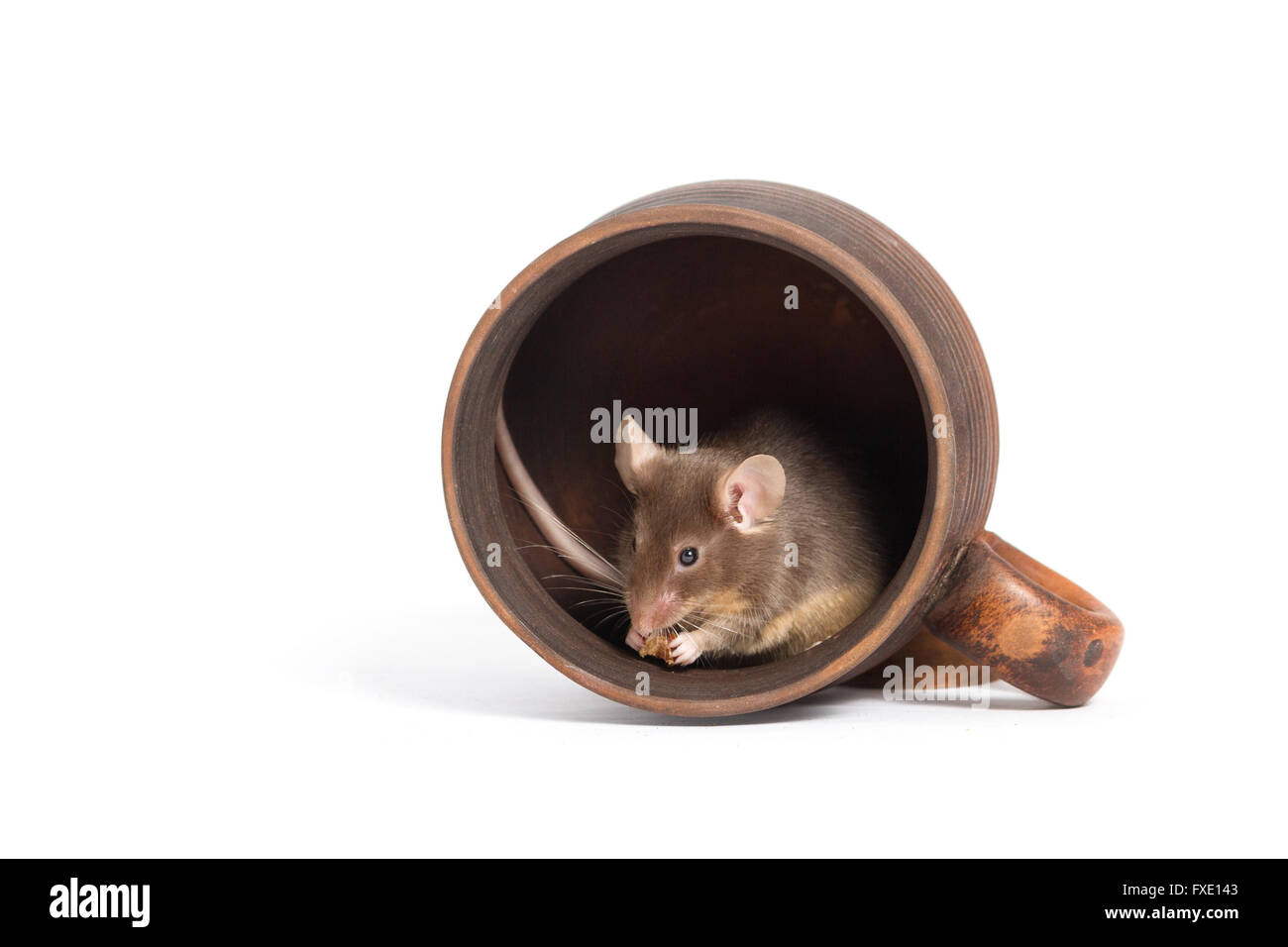 Petite faim souris dans une tasse vide, manger quelque chose Banque D'Images