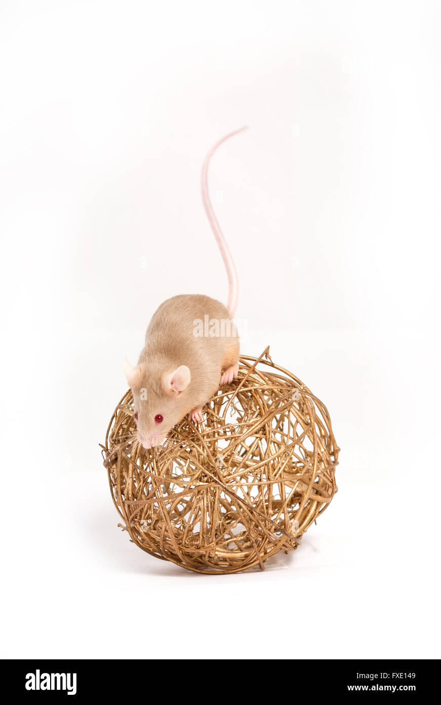 Un curieux petit souris sur la boule décorative dorée Banque D'Images