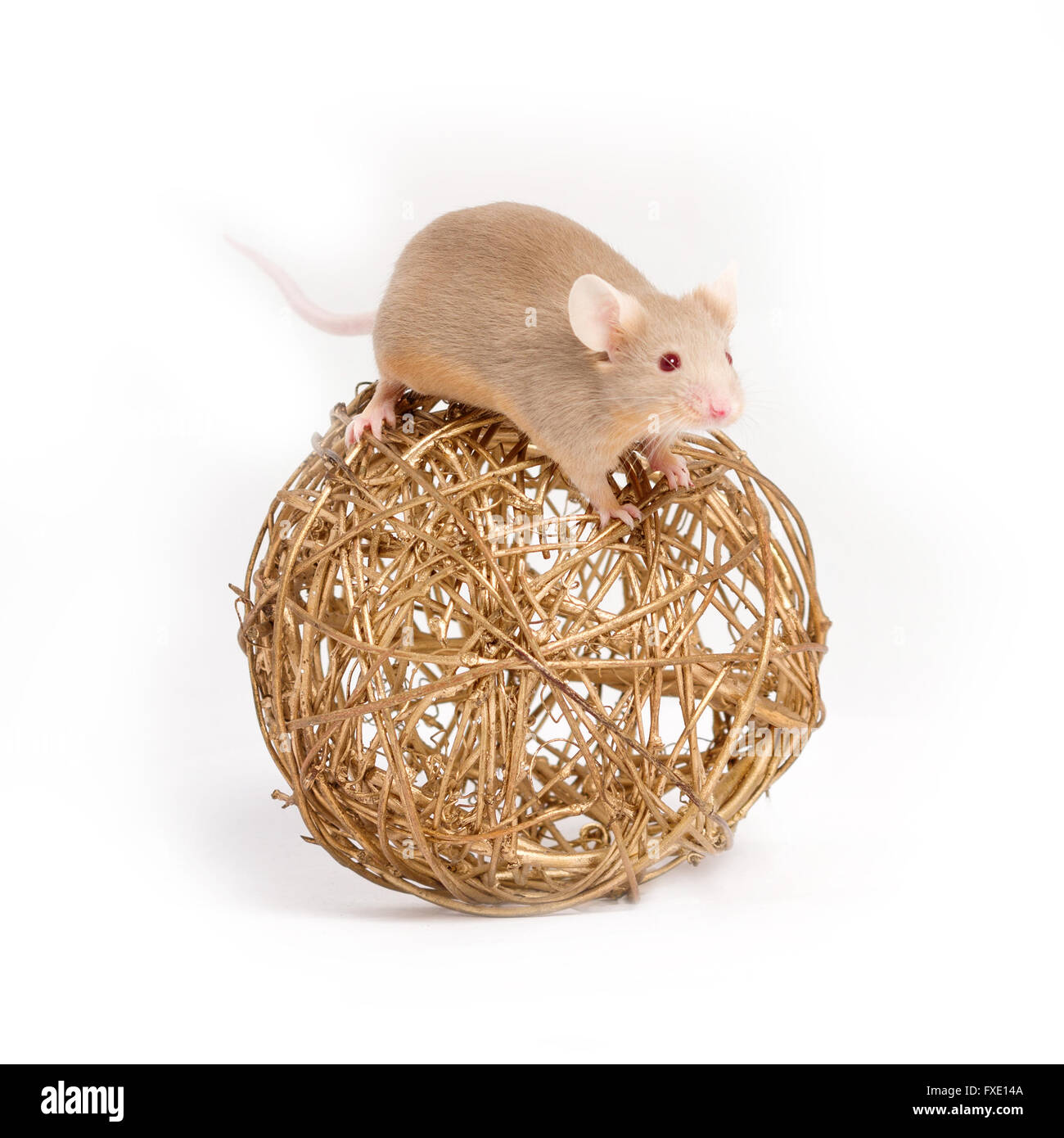 Un curieux petit souris sur la boule décorative dorée Banque D'Images