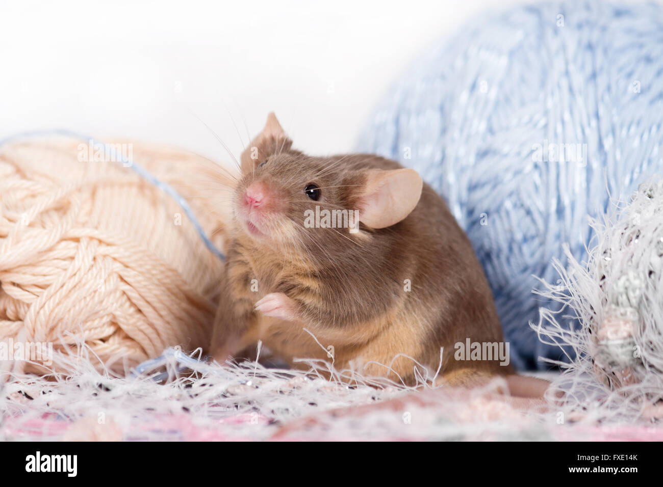 Drôle de souris domestique est caché parmi les écheveaux de fil. Le fil est bleu, beige, rose et duveteux. Souris a moustaches broussailleuses. Banque D'Images