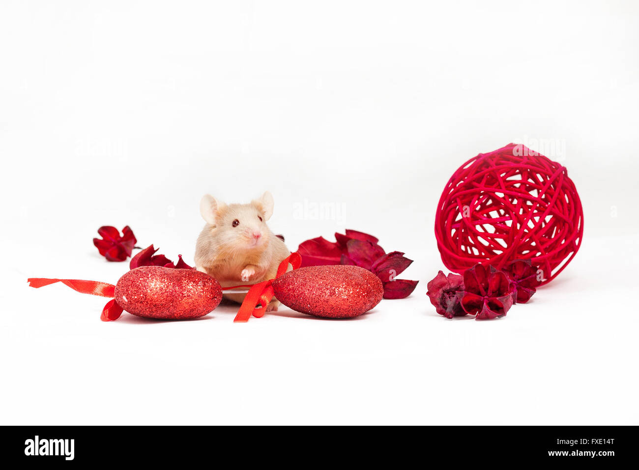 Mignon petit golden mouse se trouve au milieu des fleurs rouges secs et brillants coeurs décoratifs. Saint Valentine's day. Banque D'Images