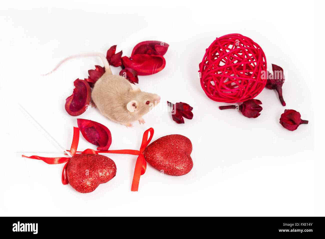 Curieux petit golden mouse se trouve au milieu des fleurs rouges secs et brillants coeurs décoratifs. Saint Valentine's day. Banque D'Images