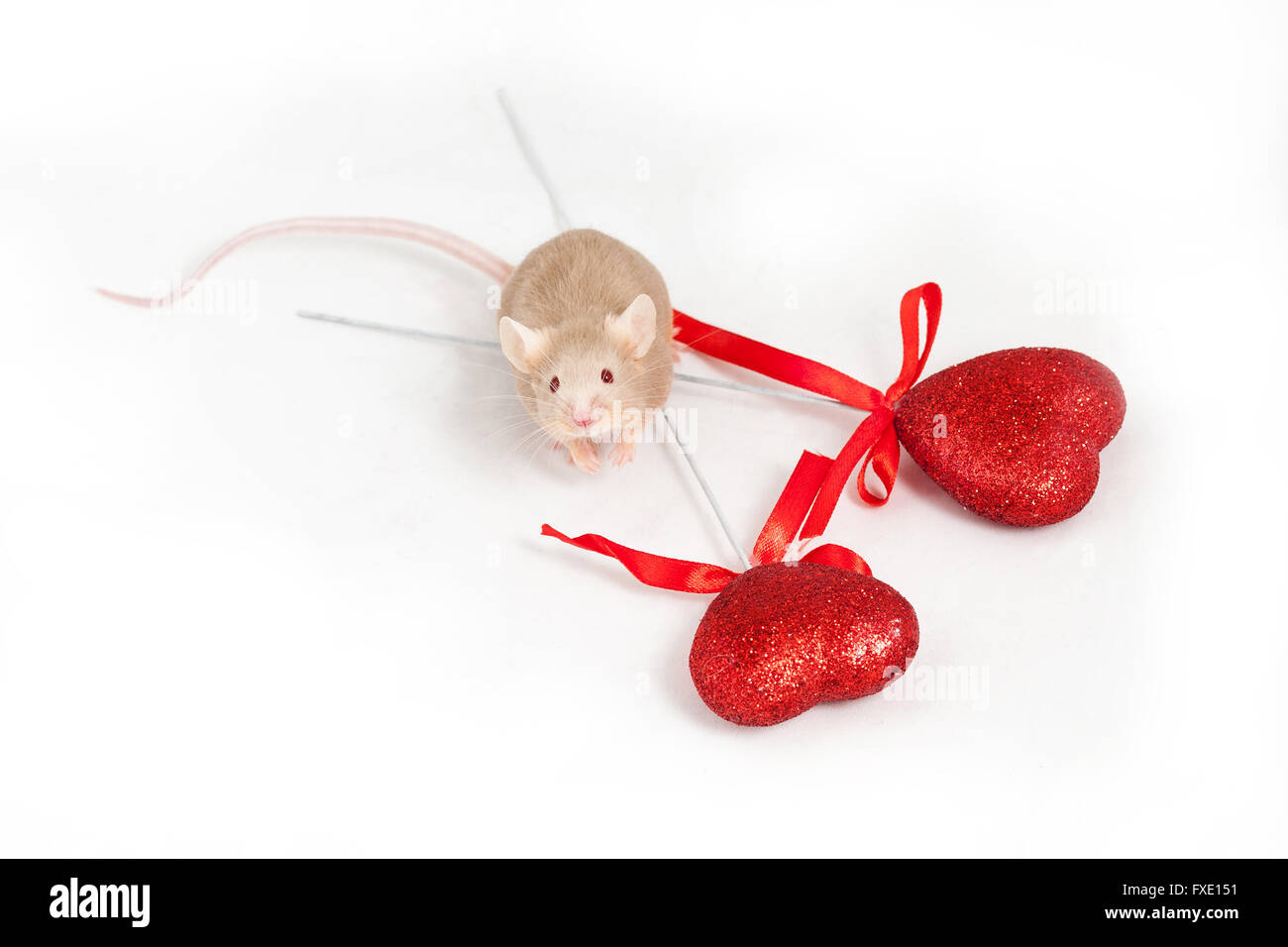 Petite souris d'or se trouve sur un fond blanc à côté de deux coeurs rouges décoratifs brillants. Il a de belles pattes et une longue queue Banque D'Images
