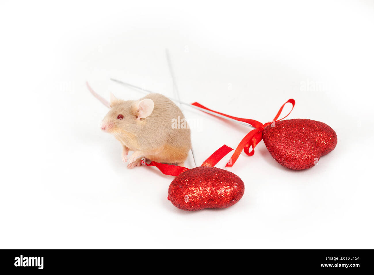 Petite souris d'or se trouve sur un fond blanc à côté de deux coeurs rouges décoratifs brillants. Il a de belles pattes et une longue queue Banque D'Images