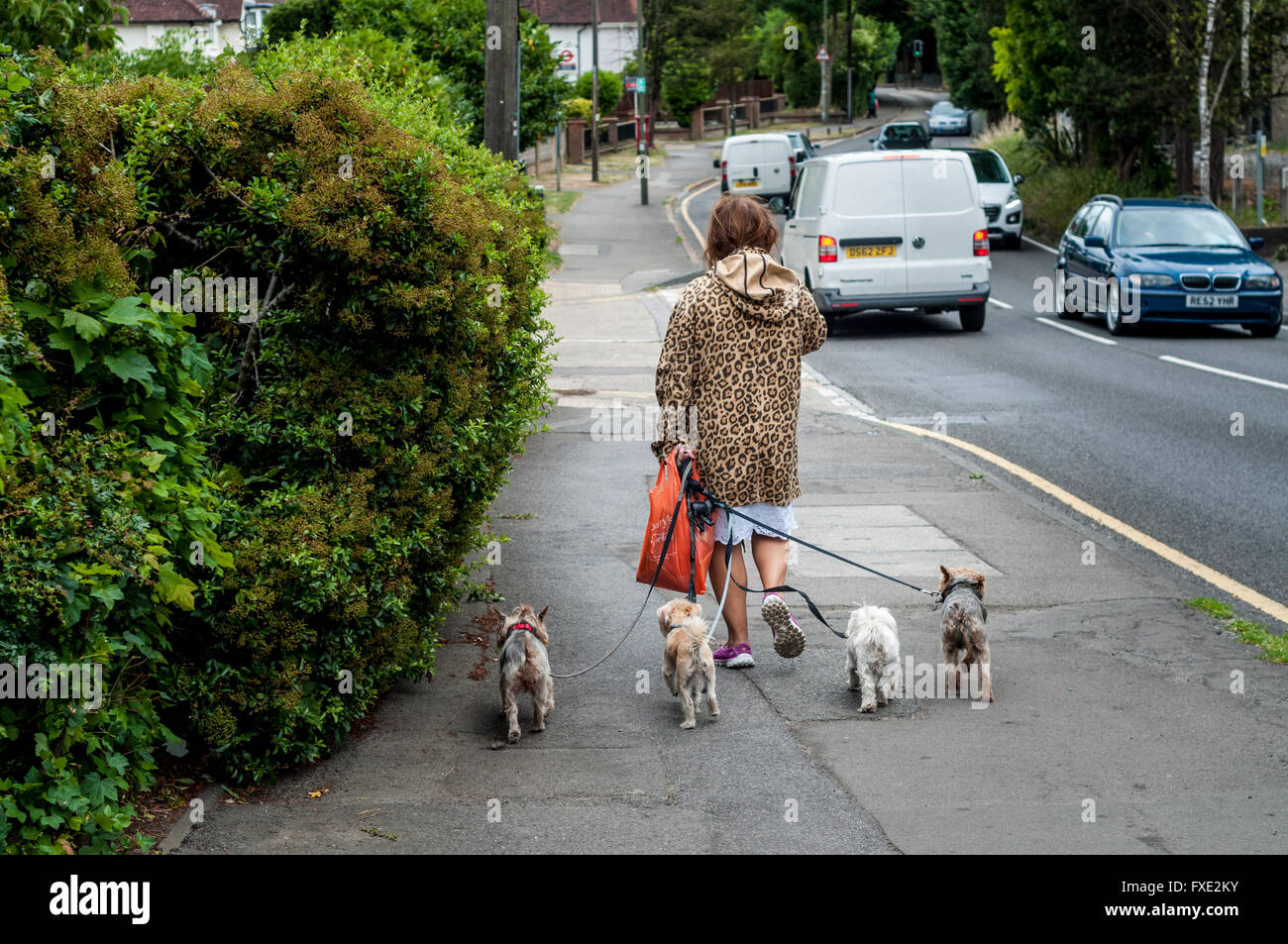 Une femme marche avec 4 chiens sur le plomb, UK Banque D'Images