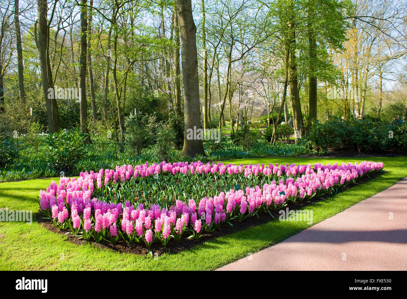 Le Keukenhof est un jardin de fleurs populaires qui est visité par un million de touristes de partout dans le monde. Banque D'Images