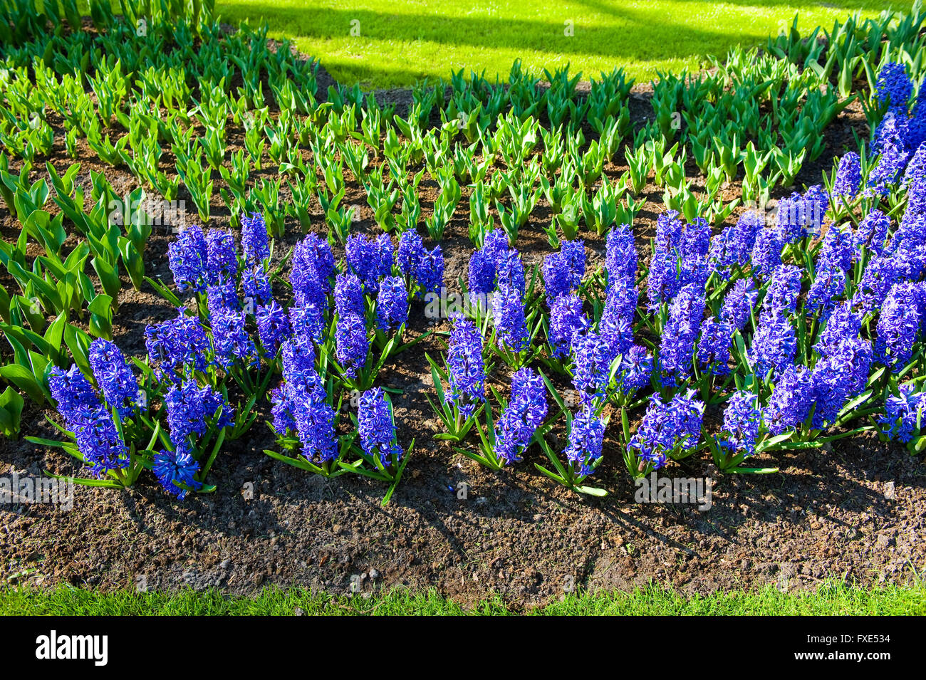 Hyacints croissant dans le Keukenhof. Le Keukenhof est un jardin de fleurs populaires qui est visité par un million de touristes par an. Banque D'Images