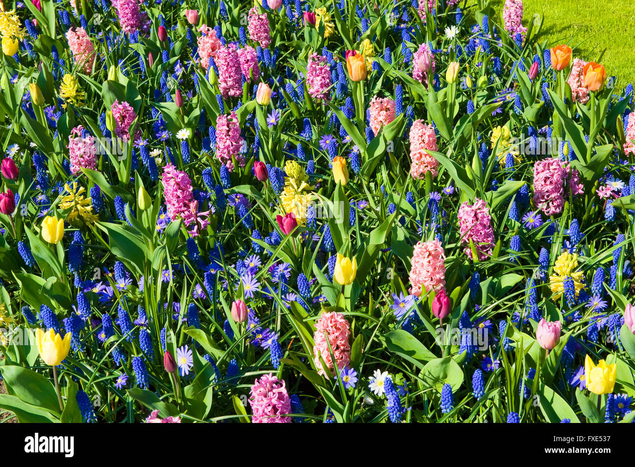 Fleurs mixtes dans le Keukenhof. Le Keukenhof est un jardin de fleurs populaires qui est visité par un million de touristes par an. Banque D'Images