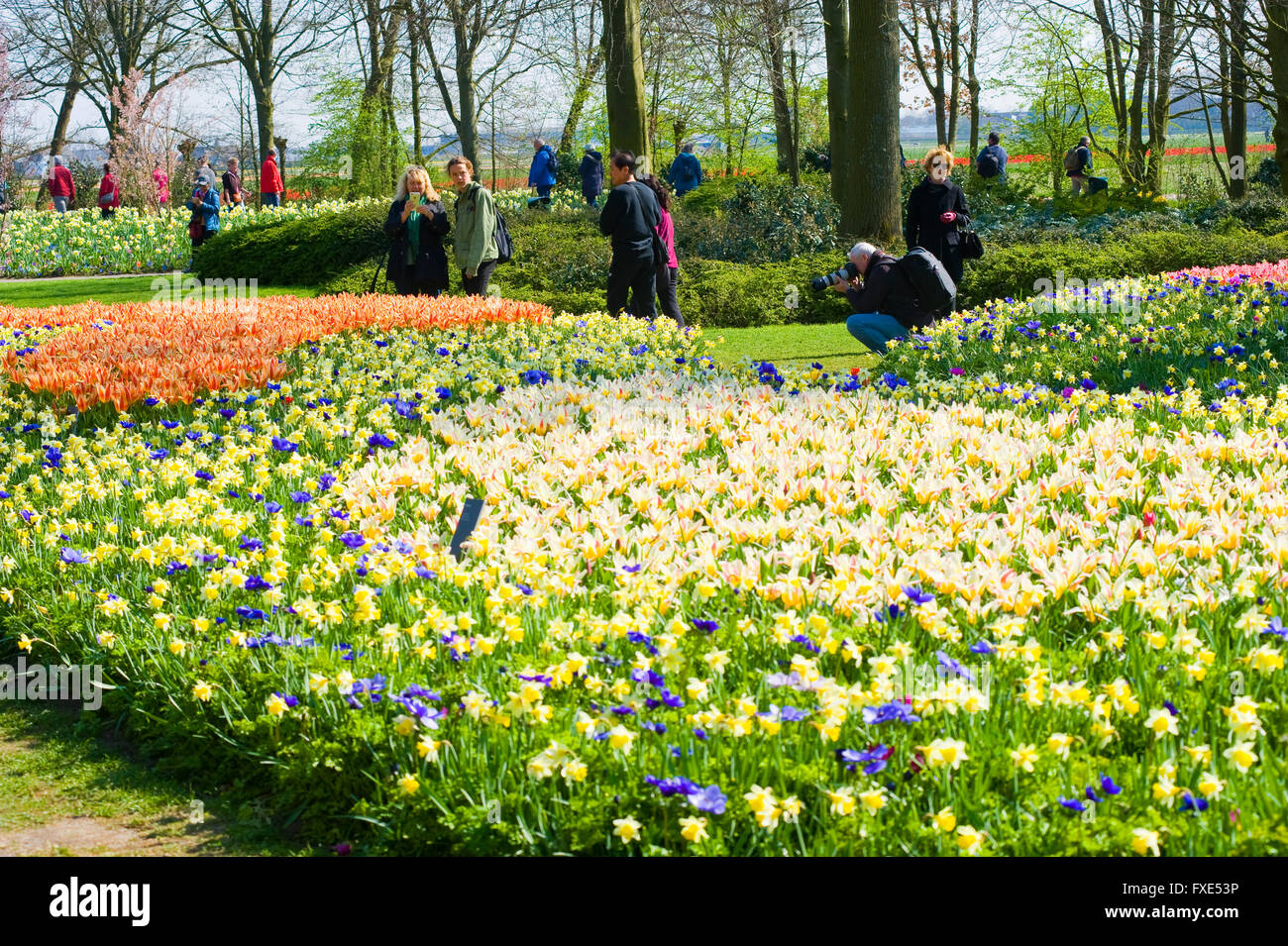 Les touristes visitent 'Keukenhof' au printemps. C'est un jardin de fleurs populaires avec plus d'un million de visiteurs par an. Banque D'Images