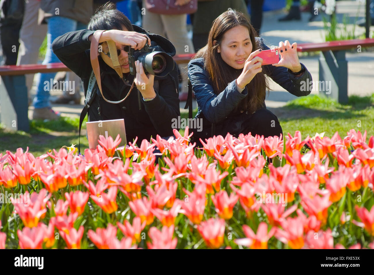 Les touristes visitent 'Keukenhof' au printemps. C'est un jardin de fleurs populaires avec plus d'un million de visiteurs par an. Banque D'Images