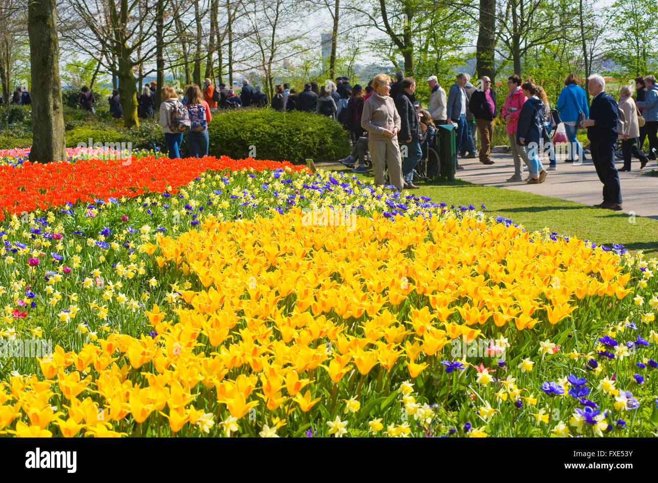 Les touristes visitent 'Keukenhof' au printemps. C'est un jardin de fleurs populaires avec plus d'un million de visiteurs par an. Banque D'Images