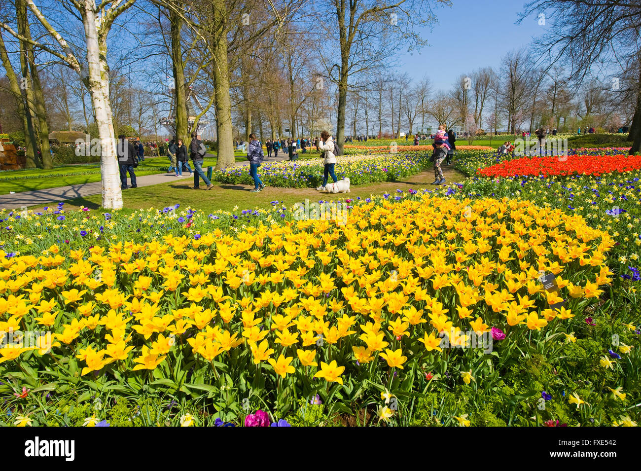 Les touristes visitent 'Keukenhof' au printemps. C'est un jardin de fleurs populaires avec plus d'un million de visiteurs par an. Banque D'Images