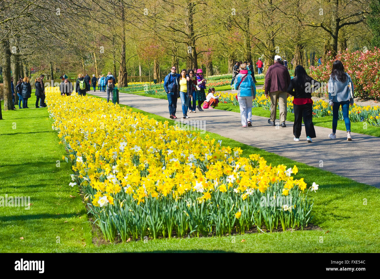 Les touristes visitent 'Keukenhof' au printemps. C'est un jardin de fleurs populaires avec plus d'un million de visiteurs par an. Banque D'Images