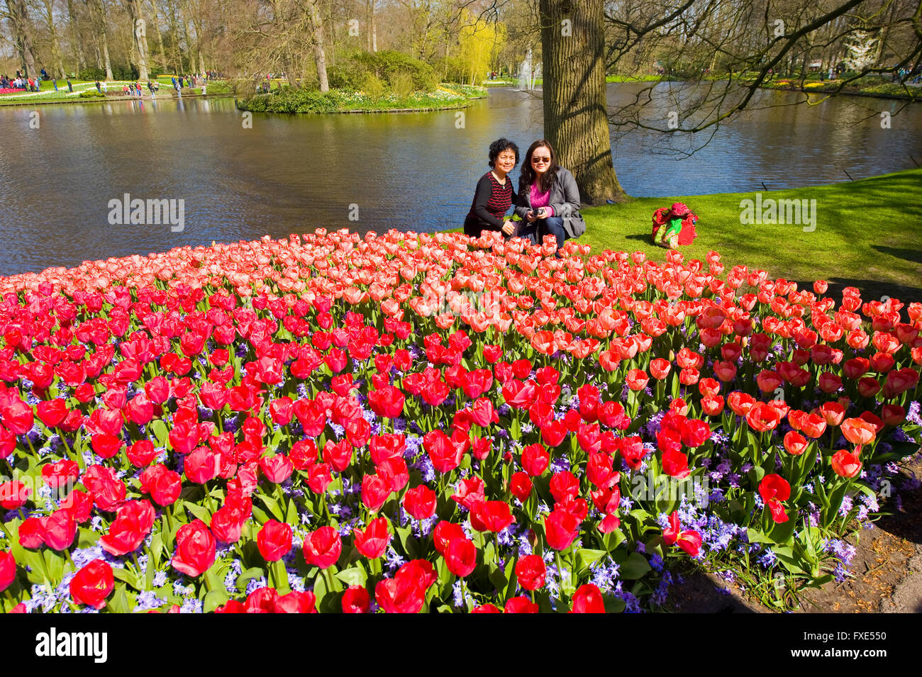 Les touristes visitent 'Keukenhof' au printemps. C'est un jardin de fleurs populaires avec plus d'un million de visiteurs par an. Banque D'Images