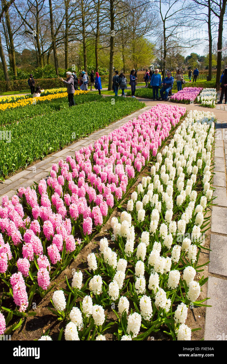 Les touristes visitent 'Keukenhof' au printemps. C'est un jardin de fleurs populaires avec plus d'un million de visiteurs par an. Banque D'Images