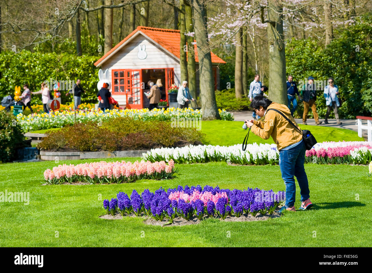 Les touristes visitent 'Keukenhof' au printemps. C'est un jardin de fleurs populaires avec plus d'un million de visiteurs par an. Banque D'Images