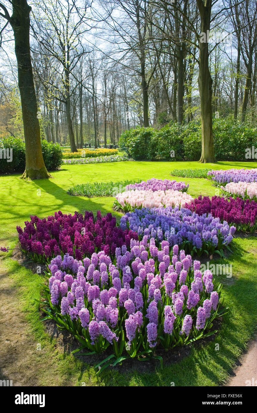 Les touristes visitent 'Keukenhof' au printemps. C'est un jardin de fleurs populaires avec plus d'un million de visiteurs par an. Banque D'Images