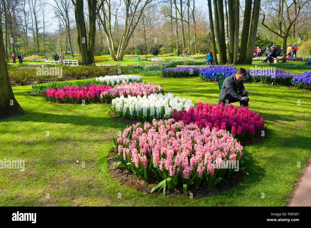 Les touristes visitent 'Keukenhof' au printemps. C'est un jardin de fleurs populaires avec plus d'un million de visiteurs par an. Banque D'Images