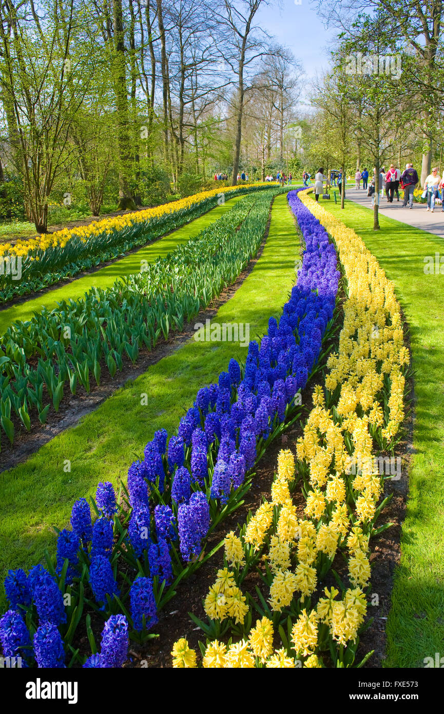 Le Keukenhof est un jardin de fleurs populaires qui est visité par un million de touristes de partout dans le monde. Banque D'Images