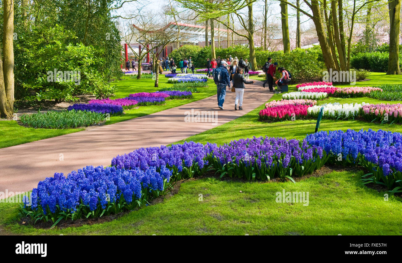 Les touristes visitent 'Keukenhof' au printemps. C'est un jardin de fleurs populaires avec plus d'un million de visiteurs par an. Banque D'Images