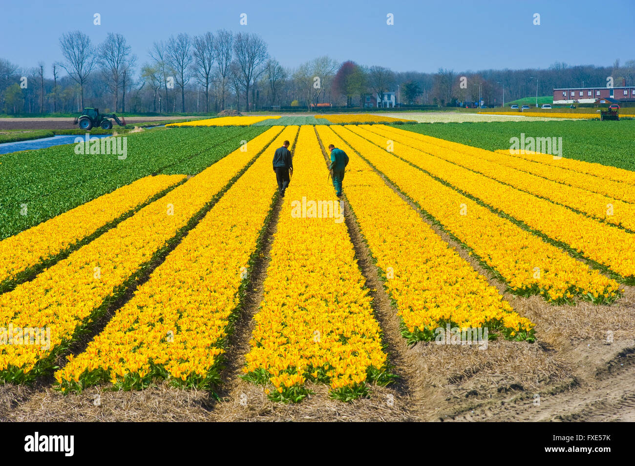 LISSE, Pays-Bas, 11 avril 2016 : deux travailleurs sont contrôle de tulipe jaune fleurs sur un champ près de Lisse, aux Pays-Bas. Banque D'Images