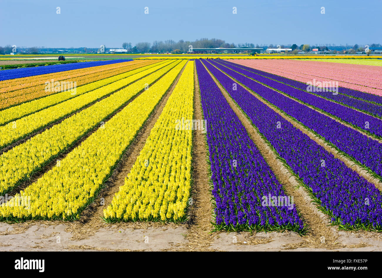 Les champs de couleur avec des fleurs de jacinthes, près de la ville d'Heerlen aux Pays-Bas. Banque D'Images