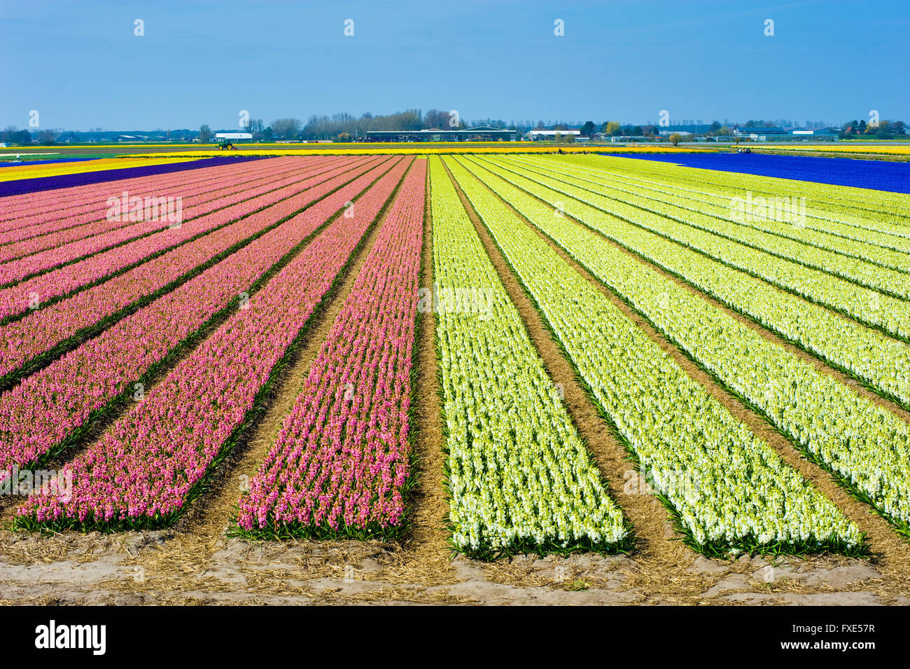 Les champs de couleur avec des fleurs de jacinthes, près de la ville d'Heerlen aux Pays-Bas. Banque D'Images