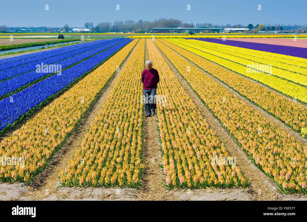 LISSE, Pays-Bas - 11 avril 2016 : les champs de couleur avec des fleurs de jacinthes, près de la ville d'Heerlen aux Pays-Bas. Banque D'Images
