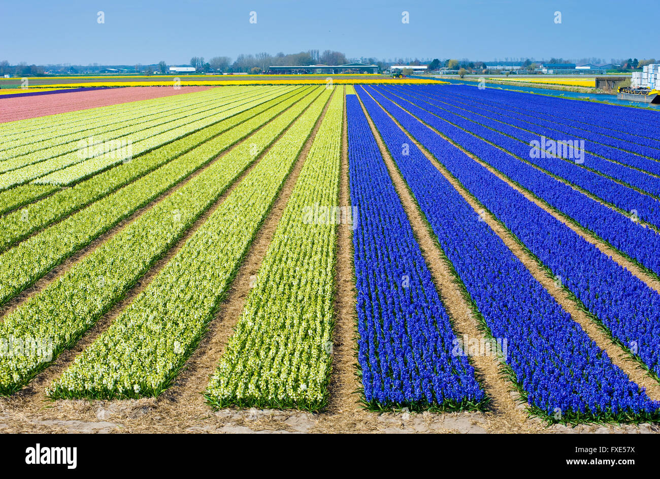 Les champs de couleur avec des fleurs de jacinthes, près de la ville d'Heerlen aux Pays-Bas. Banque D'Images