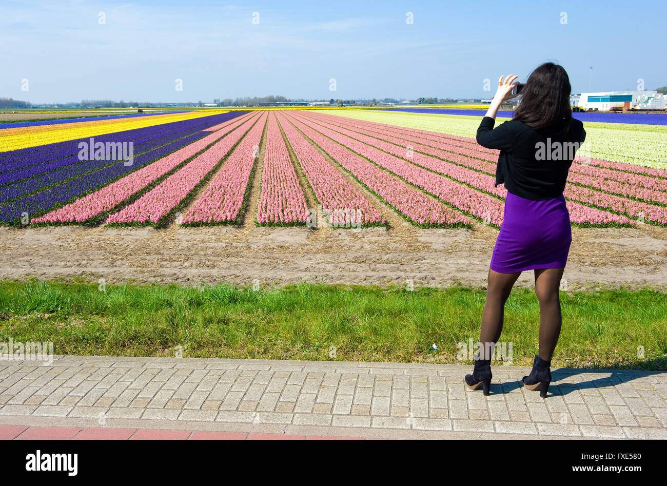 Un touriste à prendre une photo du champs de couleur avec des fleurs de jacinthes, près de la ville d'Heerlen aux Pays-Bas. Banque D'Images