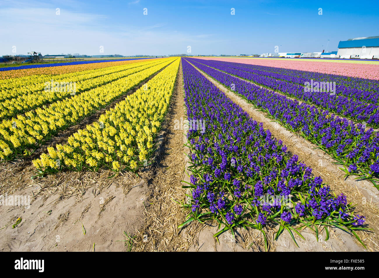 Les champs de couleur avec des fleurs de jacinthes, près de la ville d'Heerlen aux Pays-Bas. Banque D'Images